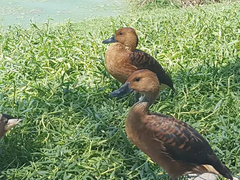 واسط میں فلوس وسلنگ بطخوں کی تصویر جنگلی حیات کا قریب منظر بڑھاتی ہے۔