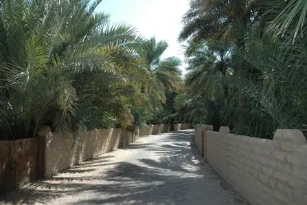 العین نخلستان
