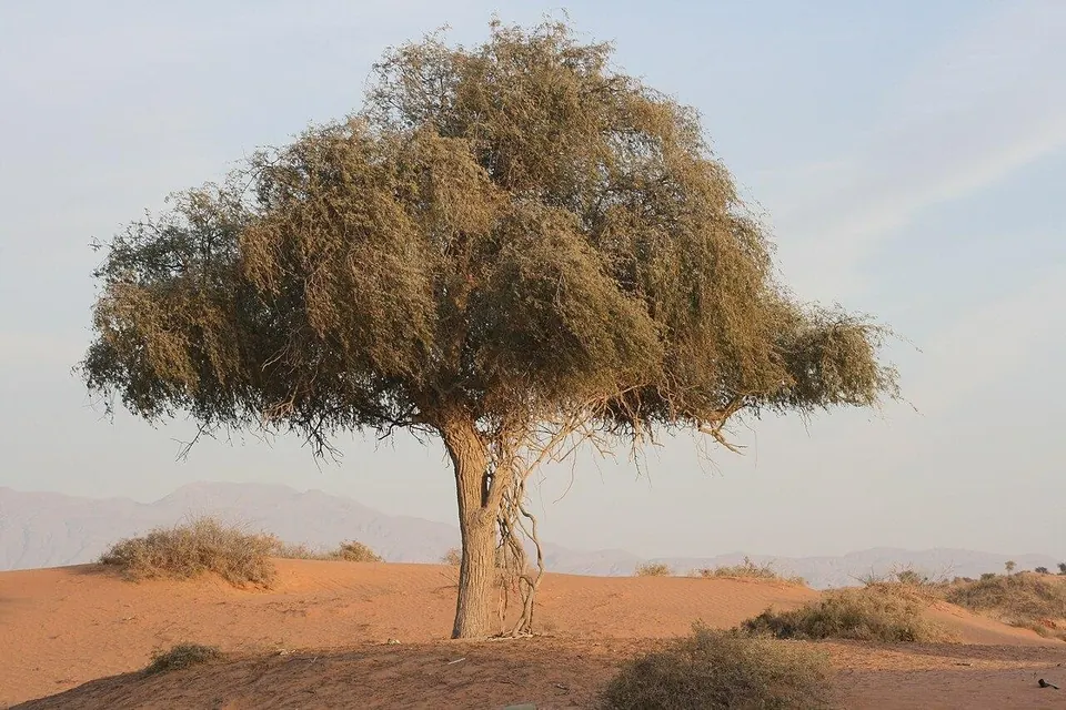 راس الخیمہ کے صحرائی مناظر؛ یہ الوادی کے گھڑسواری مرکز کی تصویر نہیں